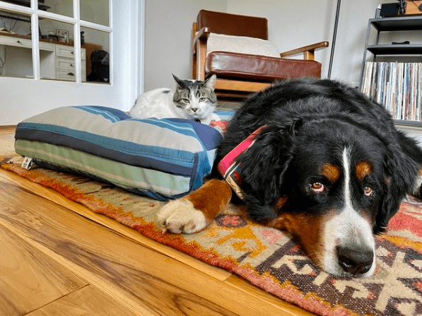 Most Old Socks Go Straight to Landfills — We’re Helping Turn Them Into Dog Beds Instead