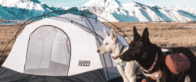 dogs with tent